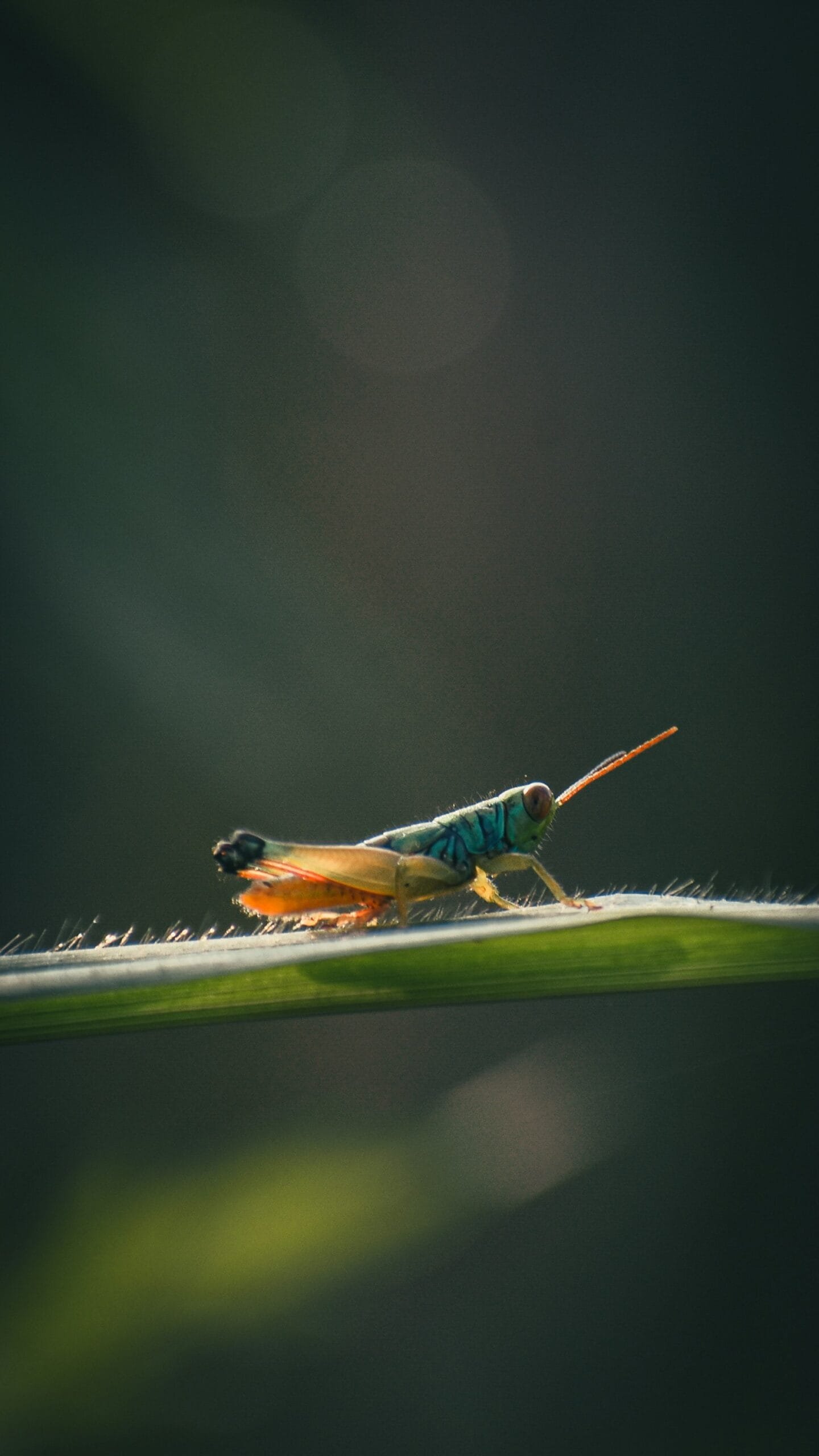 a bug is sitting on a green leaf